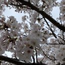 청사포 돼지국밥