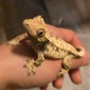 구이소 | 🔥재방문만 몇 번째인지...🔥 동두천 맛집, 먹자골목 구이소 다녀온 솔직후기🥩