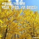 억새마을 | 경상도 가을 여행 울산 태화강 억새 군락지, 간월재, 경주 도리마을, 통일전 은행나무길