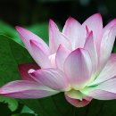 명상(기초) Daum카페