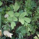갯기름나물(Peucedanum japonicum Thunberg)/방풍나물의 효능 2 이미지