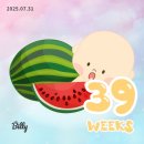 pet39너 9197 | 39W (250728-250803)