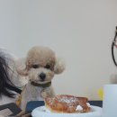 달붕 - 30706 | [배곧 카페/애견동반/케어키즈존]테라스가 있는 붕어빵 카페 '달붕'