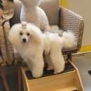 크러쉬 푸들 이미지