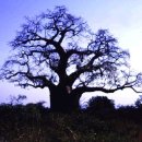 바오밥나무 이미지