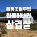 매화꽃필무렵 민박 | 매화꽃 필 무렵 양산 원동 미나리 삼겹살 : 8번집 후기