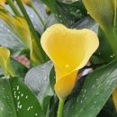 ♥ 육임으로 보는 1년신수(을사년) - 기해일 제9국 이미지