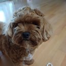 견우동물병원 이미지