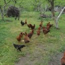 나무숲펜션 이미지