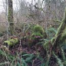 Vancouve의 올레길/Green Timbers Urban Forest 이미지