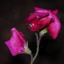 스위트피(Sweet Pea)
