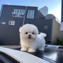 퍼피커뮤니케이션 이미지