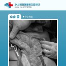 성심동물의료센터 이미지