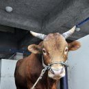 청도소싸움경기장 이미지