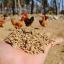 동해유정란농장 이미지