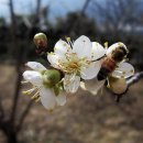 들에핀 매화 이미지