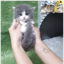 라이크펫 광주 강아지분양 고양이분양 | 광주강아지고양이분양 펫왕국 새로운 만남을 가져다준 후기