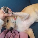 앨리스 펫 살롱 이미지