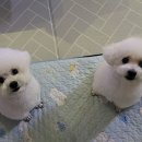 뽀도DOG 이미지
