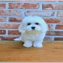 강아지는 내 운명 이미지