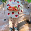 응골농장 | [딸기체험] 속초 응골딸기농장에서 아이와 딸기체험 후기