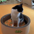 언더월드 | 바구니형 대형 스크래쳐 <가리가리 빅서클 스크래쳐> 후기 | 언더월드스크래쳐 춘봉첨지스크래쳐