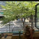 하남대로 776번길 | [공지] 하남 신상카페 플랜츠 🌿 이팝나무 뷰에 식물 가득한 감성카페 (크림라떼 찐맛집)