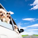 대구 펫 택시 | # 🚕🐾 **전국 어디든 이동 가능한 반려동물 전문 펫택시**