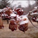 첫눈이네집 이미지
