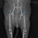 이태원동물병원 이미지