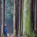 축령산편백나라 이미지