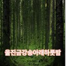 금강송체험야영장 | 경북 울진군 금강송면 캠핑장