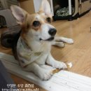 맛있개 냠냠 이미지