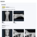 본 동물 건강검진영상센터 | 본 동물병원건강검진영상센터 건강검진 결과 후기(PDF·등기·USB 수령)