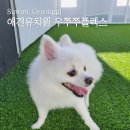 우쭈쭈플렉스수원 | 수원 애견유치원 우쭈쭈플렉스 수원인계점, 겁쟁이도 잘 놀고온 후기