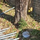 11.15.토.토란탕과 편두통 이미지