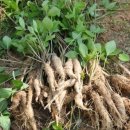 봄철 독초 조심의 계절 산나물로 혼동하여 피해 많아 이미지