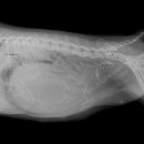 본오365동물병원 이미지