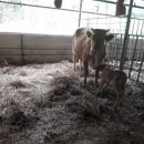 화수목 농원 이미지