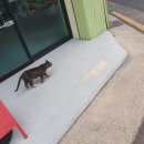 더스시 이미지