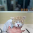 무마취 고양이 미용실 반할고양 이미지