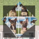 미니어처 우리집 | 종로구강아지무료분양 우리 집 미니어처푸들 입양 후기