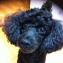 뭉뭉이네 이미지