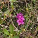 GS25 오산대동점 | 경기도 오산 근처 벚꽃 가볼만한곳 경기도립 물향기수목원