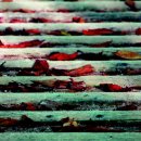 나이테