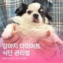 저단19 | 강아지 다이어트, 실패하는 이유는 따로 있다?