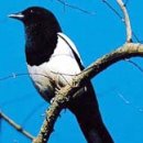 고대초교 이미지