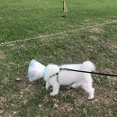 보강천 미루나무숲 이미지