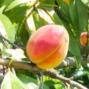 장군산 둘레길 | 풀꽃 - 장군산과 구봉산 숲길을 걷다