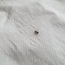 개미세탁 이미지